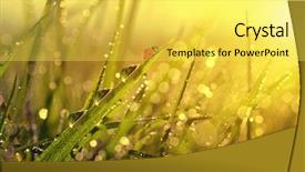  Presentation with sailing into sunrise - Cool new presentation design with fresh morning dew and ladybird backdrop and a yellow colored foreground