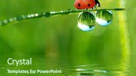  Presentation with dew - Theme featuring fresh morning dew and ladybird background and a forest green colored foreground