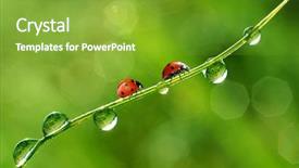  Presentation with dew - Beautiful theme featuring fresh-morning-dew-and-ladybird backdrop and a  colored foreground