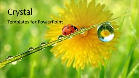  Presentation with dew - PPT theme enhanced with fresh morning dew and ladybird background and a yellow colored foreground