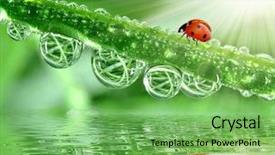  Presentation with morning show - PPT layouts consisting of fresh morning dew and ladybird background and a seafoam green colored foreground