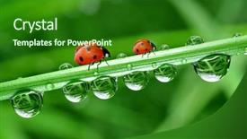  Presentation with dew - Audience pleasing slide deck consisting of clear water - fresh morning dew and ladybird backdrop and a forest green colored foreground