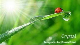  Presentation with dew - Slides with fresh morning dew and ladybird background and a forest green colored foreground