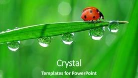  Presentation with dew - Presentation having fresh morning dew and ladybird background and a forest green colored foreground