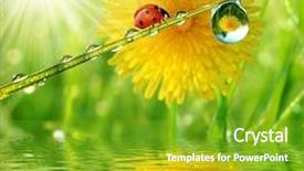  Presentation with dew - Theme featuring fresh morning dew and ladybird background and a shamrock green colored foreground