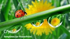  Presentation with dew - Audience pleasing PPT theme consisting of fresh morning dew and ladybird backdrop and a forest green colored foreground