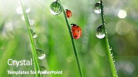  Presentation with dew - Audience pleasing PPT theme consisting of fresh morning dew and ladybird backdrop and a tawny brown colored foreground