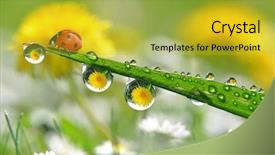  Presentation with fresh fruits and leafty greens - Beautiful PPT theme featuring fresh morning dew and ladybird backdrop and a yellow colored foreground