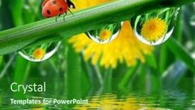  Presentation with dew - Colorful slides enhanced with fresh morning dew and ladybird backdrop and a forest green colored foreground