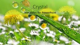  Presentation with dew - PPT theme with fresh morning dew and ladybird background and a yellow colored foreground