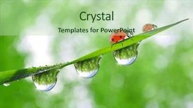  Presentation with dew - Presentation theme having fresh morning dew and ladybirds background and a mint green colored foreground