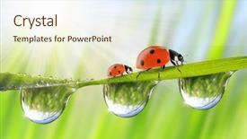  Presentation with dew - Slide deck having fresh morning dew and ladybirds background and a cream colored foreground