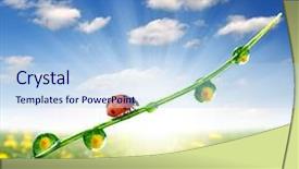  Presentation with fresh start for children - Amazing PPT layouts having fresh morning dew and ladybug backdrop and a light blue colored foreground