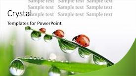  Presentation with ladybugs - Beautiful presentation theme featuring fresh morning dew and ladybugs backdrop and a white colored foreground