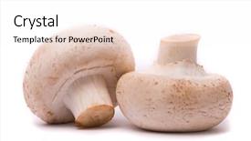  Presentation with button mushroom fresh mushroom - Presentation theme with fresh mushrooms isolated background and a  colored foreground
