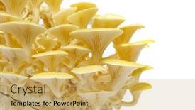  Presentation with meals - Presentation design with fresh-mushrooms-lemon-oyster-mushroom background and a yellow colored foreground
