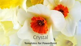  Presentation with narcissus - 