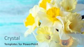  Presentation with narcissus - 