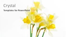  Presentation with narcissus - Slides enhanced with fresh-narcissus-flowers-isolated background and a white colored foreground