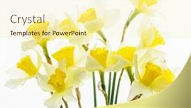  Presentation with narcissus - Presentation with fresh-narcissus-flowers-isolated background and a cream colored foreground