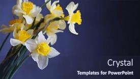 Presentation with narcissus - PPT layouts consisting of fresh narcissus flowers on dark blue background background and a navy blue colored foreground