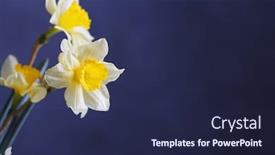 Presentation with narcissus - PPT theme featuring fresh-narcissus-flowers-on-dark background and a navy blue colored foreground