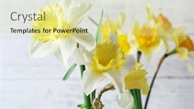  Presentation with narcissus - 