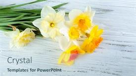  Presentation with narcissus - 