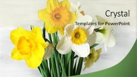  Presentation with narcissus - Colorful presentation enhanced with fresh narcissus flowers on wooden backdrop and a yellow colored foreground