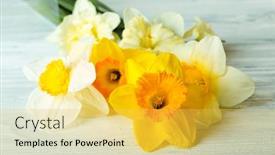  Presentation with narcissus - 