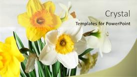  Presentation with narcissus - 