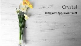  Presentation with narcissus - 