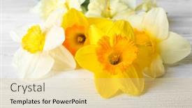  Presentation with narcissus - 