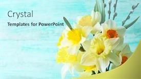  Presentation with narcissus - 