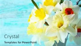  Presentation with narcissus - 