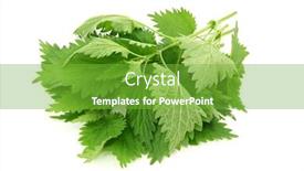  Presentation with nettle - Presentation theme consisting of fresh-nettle-isolated-on-white background and a seafoam green colored foreground