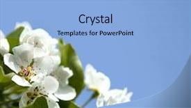  Presentation with apple flower - Beautiful PPT theme featuring fresh new life - picture of apple flower close-up backdrop and a  colored foreground