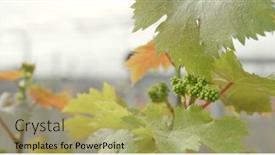  Presentation with grape - Audience pleasing PPT theme consisting of fresh new planting new grape backdrop and a yellow colored foreground