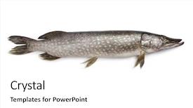  Presentation with fish - Amazing theme having fresh northern pike fish on white background backdrop and a white colored foreground