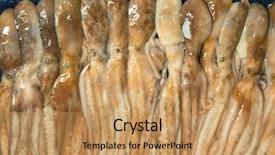  Presentation with octopus - Theme with fresh octopus in water background and a  colored foreground