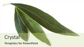  Presentation with olive - Slide set enhanced with fresh olive leaves isolated background and a yellow colored foreground