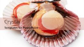  Presentation with coral - Slide deck with fresh-opened-scallop-with-scallop background and a  colored foreground