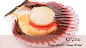  Presentation with coral - Slides featuring fresh-opened-scallop-with-scallop background and a coral colored foreground