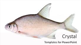  Presentation with fresh bread subway food - Amazing presentation theme having fresh or brackish-water fish backdrop and a sky blue colored foreground