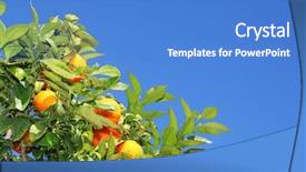  Presentation with blue orange - PPT theme featuring fresh orange friuts on tree background and a teal colored foreground