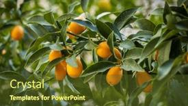  Presentation with orchard - Slides having fresh-orange-nagami-kumquat-citrus background and a tawny brown colored foreground