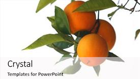  Presentation with olive tree branch ripe - Cool new presentation with fresh oranges on a tree backdrop and a white colored foreground