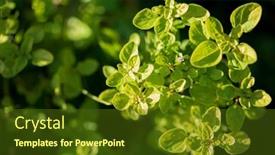  Presentation with oregano - Presentation design consisting of fresh-oregano-in-the-garden background and a tawny brown colored foreground