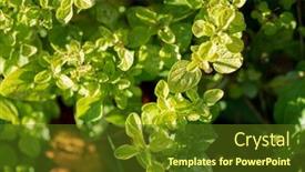  Presentation with oregano - Slides having fresh-oregano-in-the-garden background and a tawny brown colored foreground