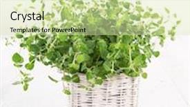  Presentation with oregano - Audience pleasing slides consisting of fresh-oregano-on-white-wooden backdrop and a soft green colored foreground